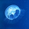 Besmrtna meduza jedino zemaljsko stvorenje koje zna tajnu vječnoga života