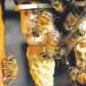 Reuma i artritis mogu se liječiti i pčelinjim ubodima
