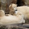 Polarni medvjedi odvojeni od smeđih duže od 600 tisuća godina