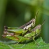 Znanstvenici koriste napaljene bube umjesto pesticida