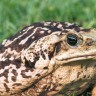 Australci ulovili i usmrtili tonu otrovnih žaba