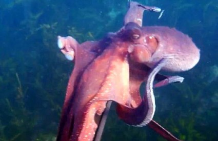 Kako Mujo priprema hobotnicu i janje u isto vrijeme