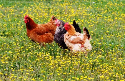 Kako Mujo i Haso kloniraju kokoš
