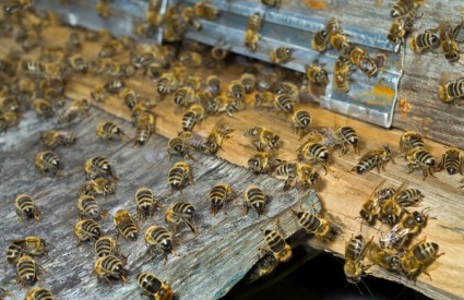 Koristi koje čovječanstvo ima od pčela su višestruke