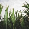 Tamna strana biogoriva - glad i siromaštvo