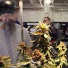 Švicarska uskoro dopušta uzgajanje marihuane za kuću uporabu