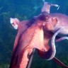 Hobotnice otkrivaju tajne evolucije sna