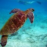 Zelenih morskih kornjača gotovo dvaput više
