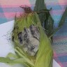 Huitlacoche - 'kukuruzna bolest' sjajnog okusa dobra je za zdravlje čovjeka