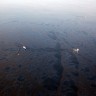 Naftna mrlja stigla do obale Louisiane, ugrožen bogati ekosustav