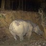 Snimljena najugroženija vrsta nosoroga