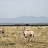Oryx antilope vraćene s Brijuna u Oman