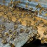 Urbano pčelarstvo sve je popularnije u svijetu