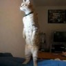 Mačka uspješno stoji na dvije šape