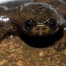 Otkrivena žaba bez pluća i još 122 nove vrste