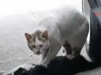Mačak oživljava mačku