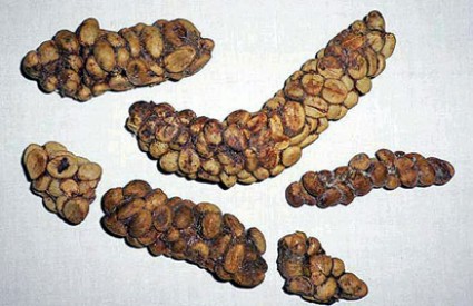 Kopi Luwak