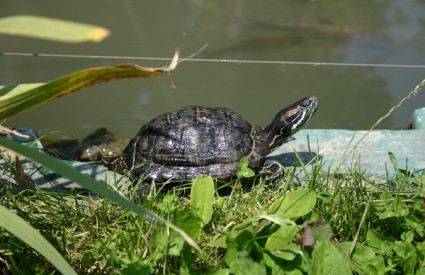 kornjača zoo