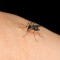 Zašto vas jedu komarci? Evo razloga...