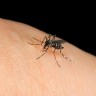 Zika virus je globalna opasnost za zdravlje