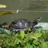 Zagrebački zoološki vrt u nedjelju obilježava dan kornjača