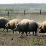 Njemačka: Više od 900 farmi zatvoreno zbog zagađenja dioksinom
