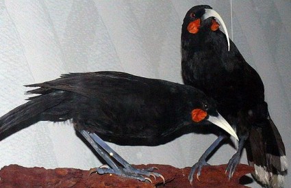 Ptica Huia Ptica Huia