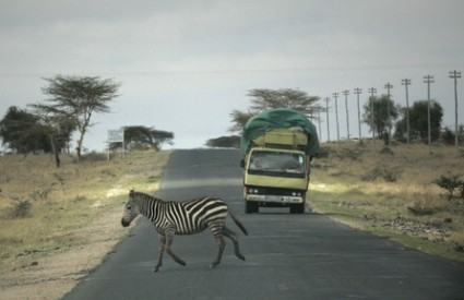 Afrika zebra