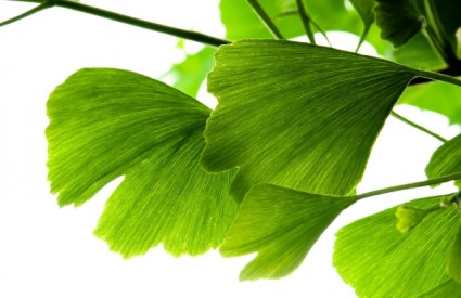 ginkgo biloba