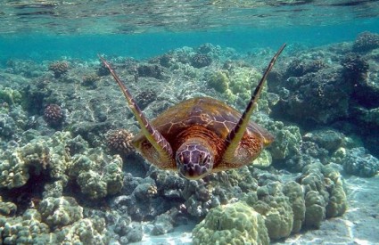 Morska kornjača
