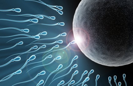 Zdrav muškarac proizvodi 70 do 150 milijuna spermija dnevno