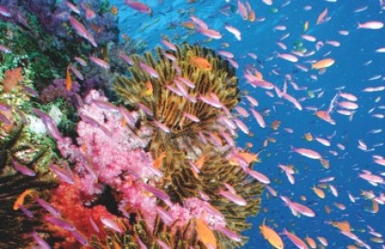 Veliki koraljni greben je uništen
