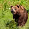 Kanada pomilovala medvjede koji su čuvali kanabis