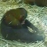 Čimpanza koristi žabu kao seksualnu igračku
