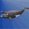 Pacifičkom glatkom kitu prijeti izumiranje 