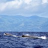 Japan privremeno zaustavio lov na kitove 