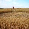 Krugovi u žitu opet se pojavili u Međimurju