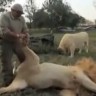 Čovjek koji masira lavove