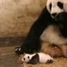 Kad mala panda kihne...