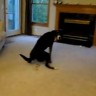 Pas zbog vuvuzela obavio nuždu u sobi