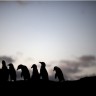 Drastično smanjena najveća kolonija kraljevskih pingvina