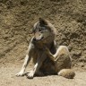 Osijek: U Zoološkom vrtu vuk ugrizao djevojčicu