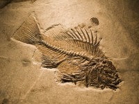 riba fosil