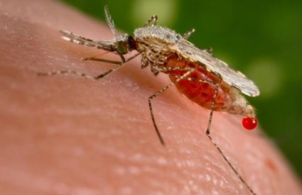 komarac malarija