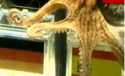 hobotnica Paul SP