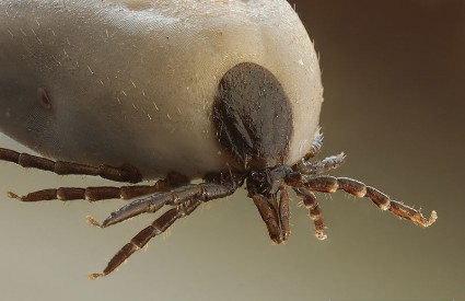 Jedan ugriz ove zvjerke može izazvati alergiju na meso