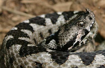 Poskok je najotrovnija zmija u Hrvatskoj