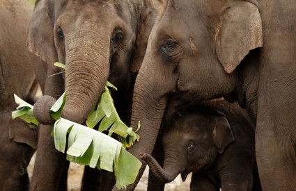 Plaća vodiča slonova iznosi 360 kuna
