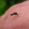 komarac_mosquito_devart.png