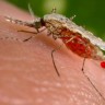 Zašto su neki ljudi magneti za komarce